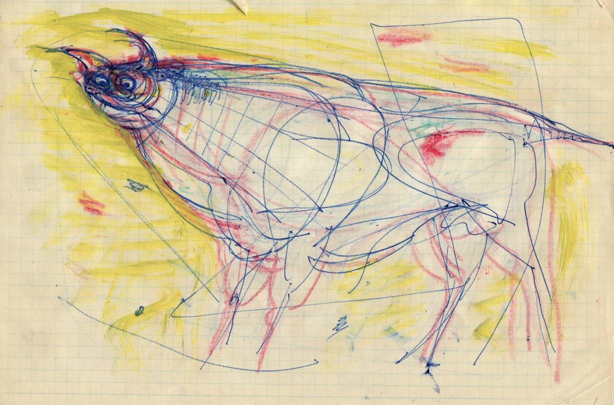 Animal - Bull
